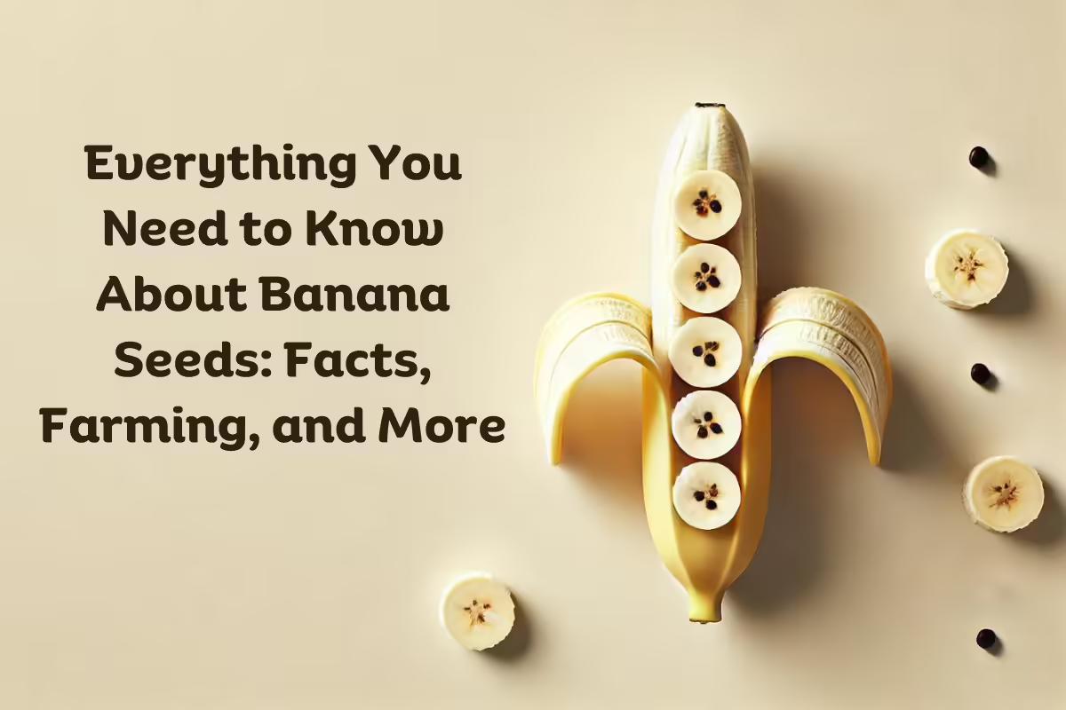 Everything You Need to Know About Banana Seeds: Facts, Farming, and More