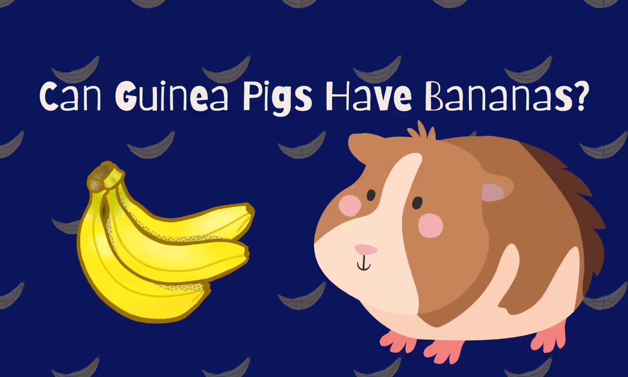 Can Guinea Pigs Have Bananas: Know Everything In Detail