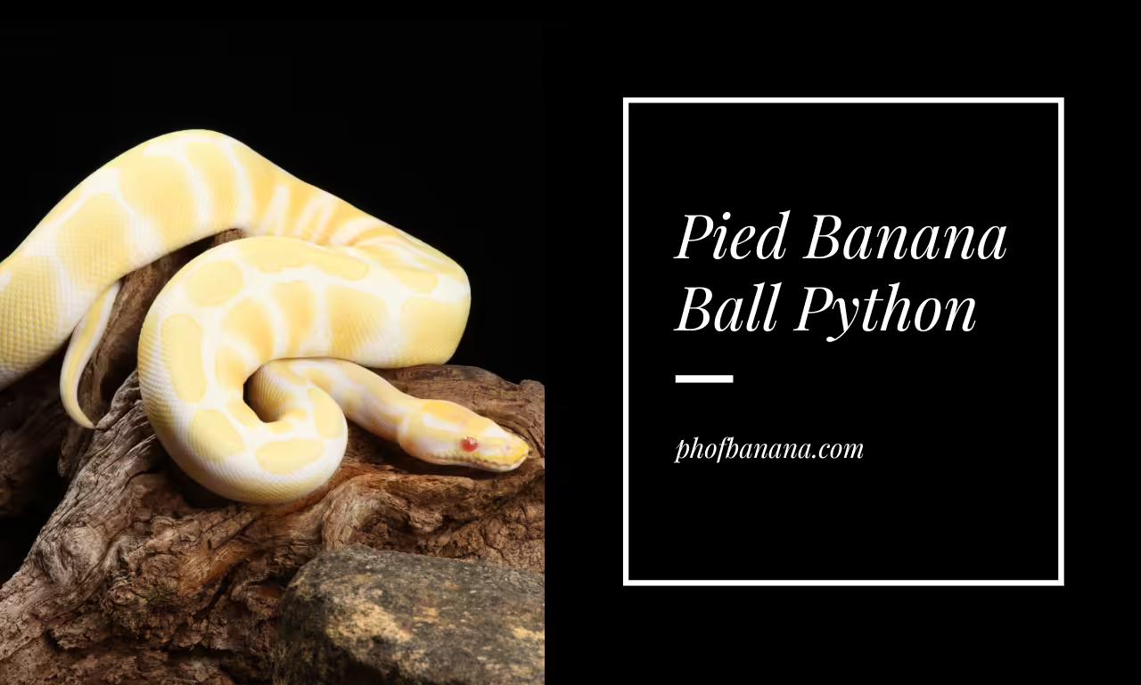 Pied Banana Ball Python: Everything You Need To Know