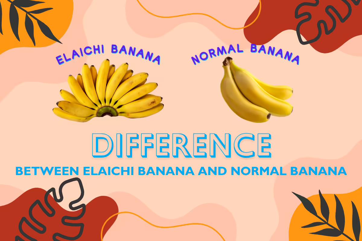 Difference Between Elaichi Banana And Normal Banana: Exploring The Variations In Taste & Goodness!