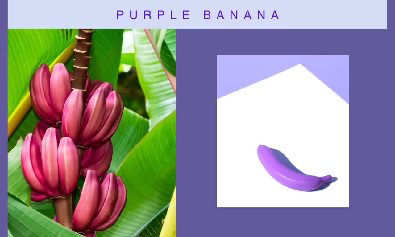 Purple Banana: Uses, Nutritional Profile & Health Benefits