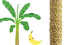 <strong>Banana Fiber: All That You Need To Know!!</strong>