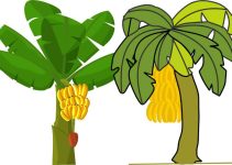 How Do Bananas Grow?