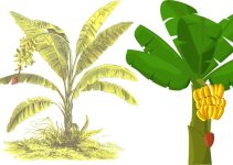 Parts of Banana Tree – All Parts Have Their Own Importance