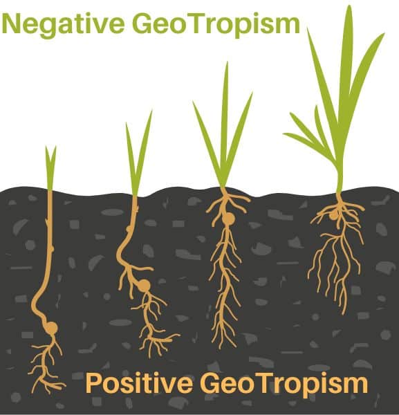 Positive GeoTropism and Negative Geotropism
