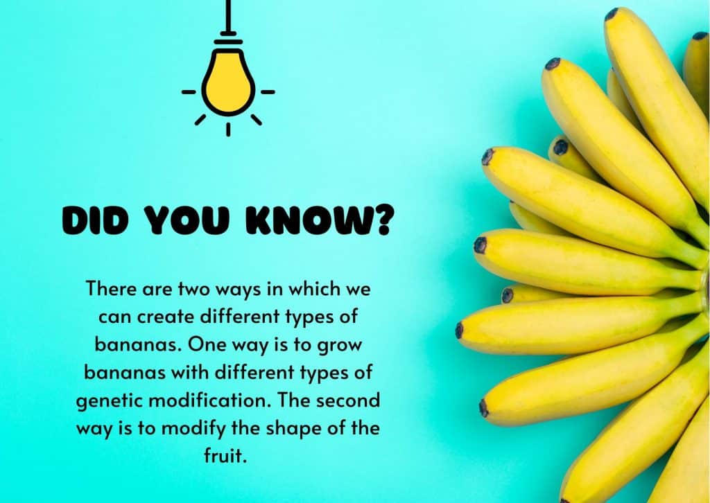 Can we modify banana shapes