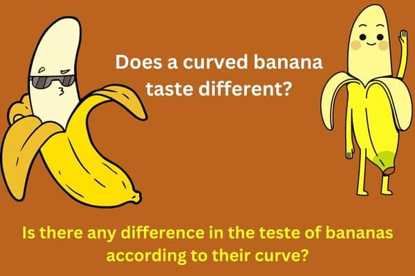 Does a curved banana taste different