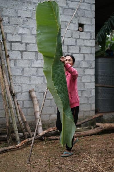 How to Trim a Banana Leaf Plant