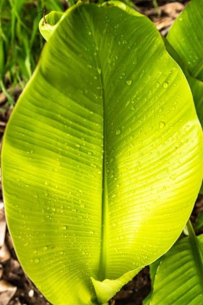 How to water to your Banana Leaf Plant
