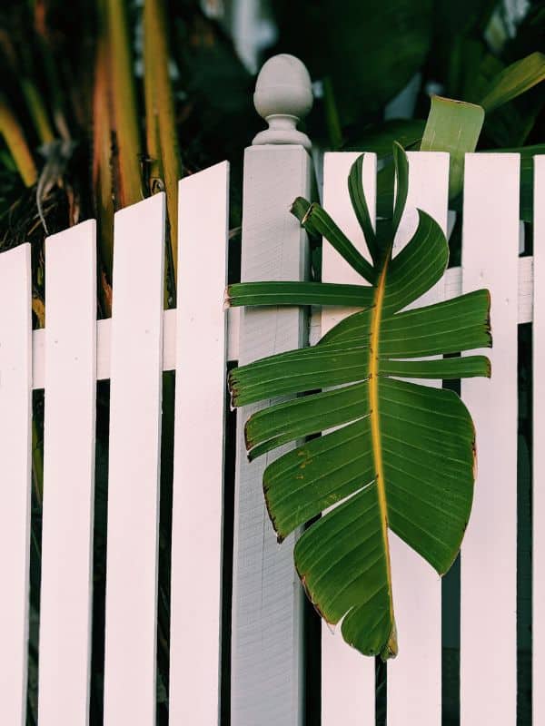 Is a Banana Leaf Plant an Indoor or an Outdoor Plan