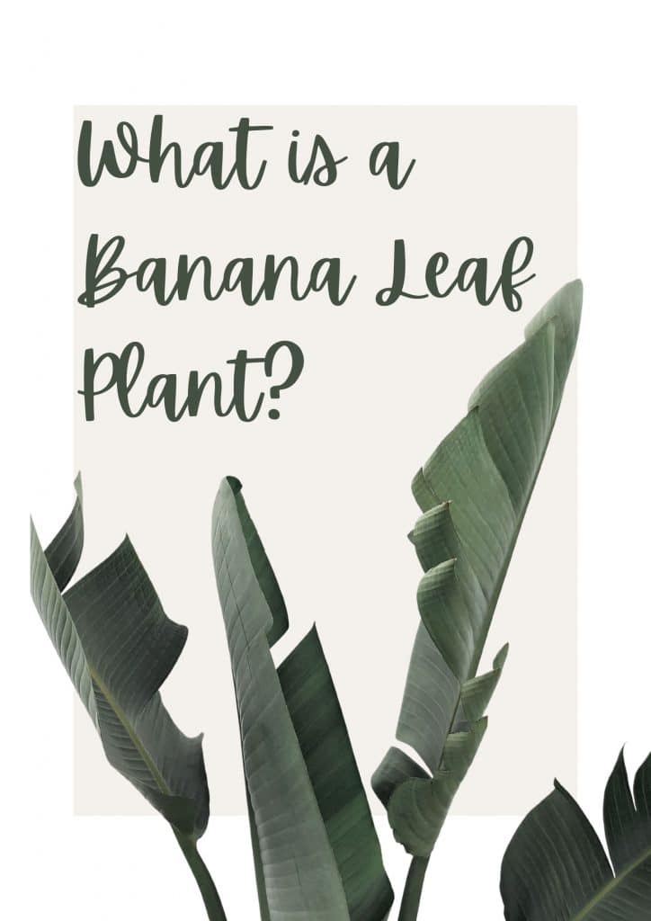 What is a Banana Leaf Plant