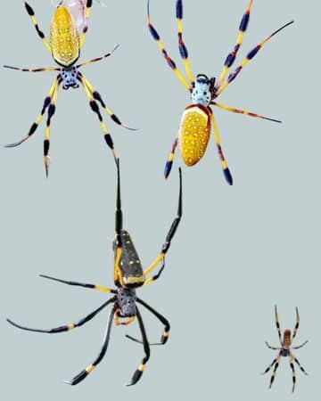 Are Banana Spiders Poisonous