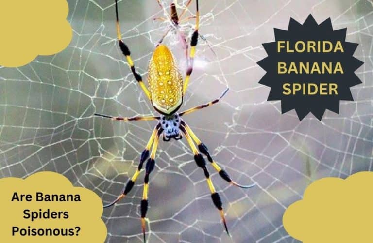 Florida banana Spider