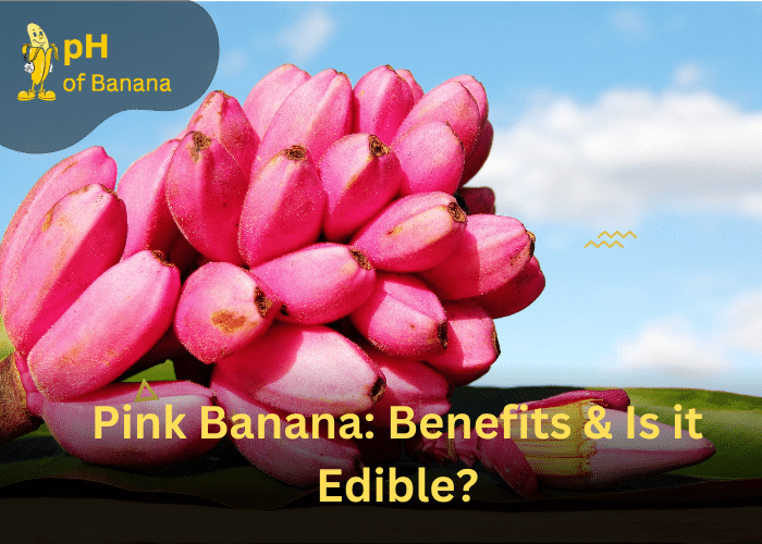 Pink Banana Benefits & Is it Edible