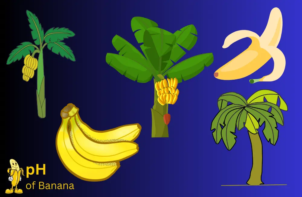 Do bananas grow on trees  
