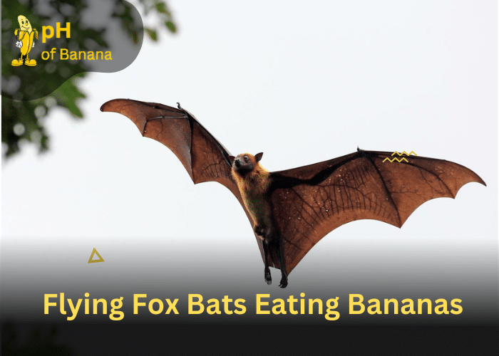 <strong>Bats Eating Bananas: Do Bats Like Bananas?</strong>