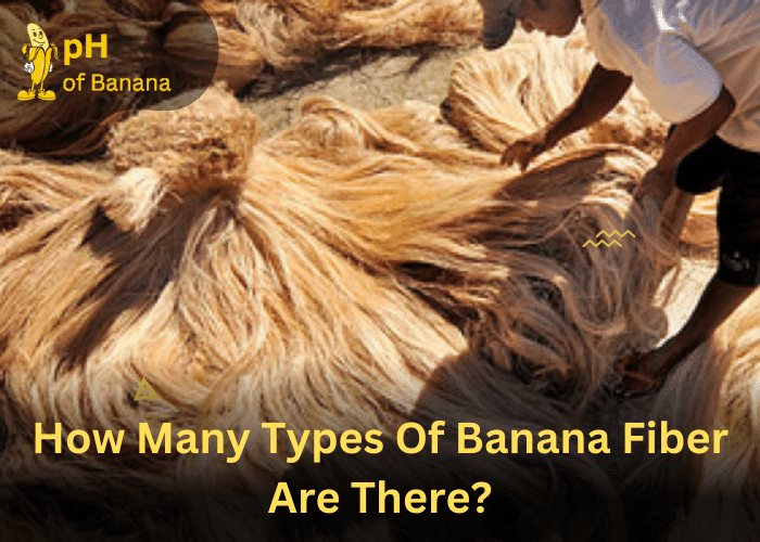 <strong>Banana Fiber: All That You Need To Know!!</strong>