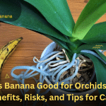 Is Banana Good for Orchids? Benefits, Risks, and Tips for Care 