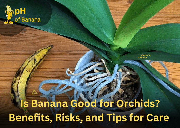 Is Banana Good for Orchids? Benefits, Risks, and Tips for Care 