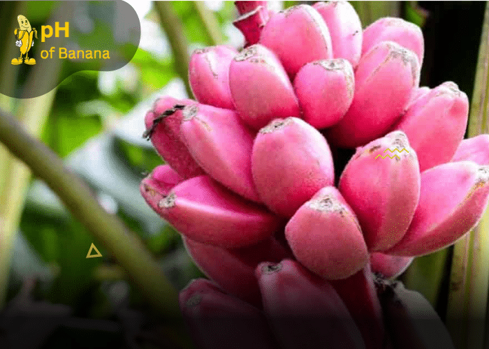 Pink Banana: Benefits & Is it Edible?
