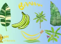 Variegated Banana Plant: All You Need To Know About