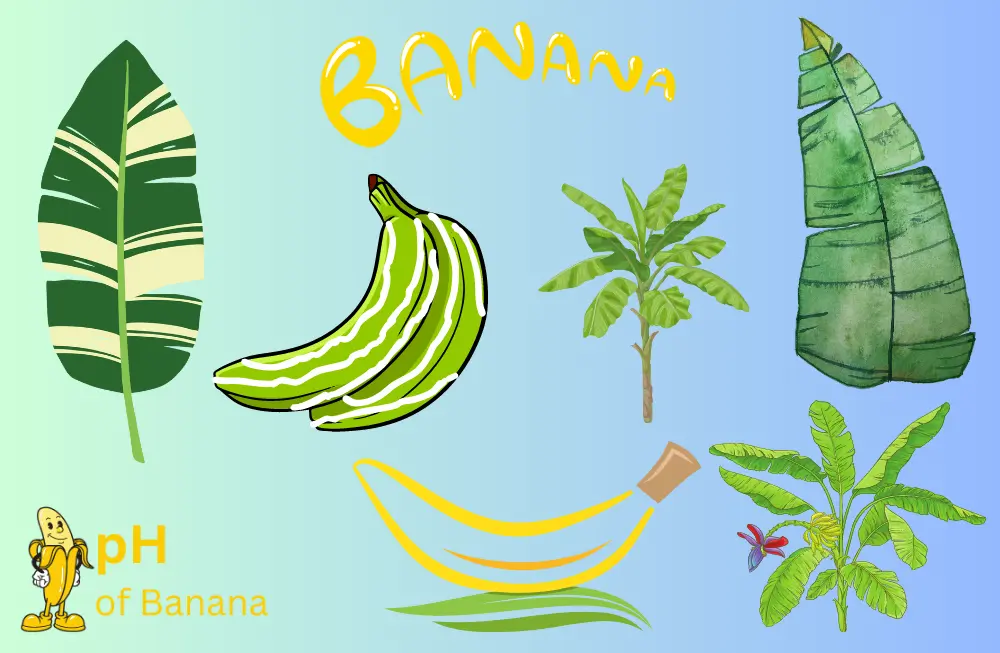 Variegated Banana Plant