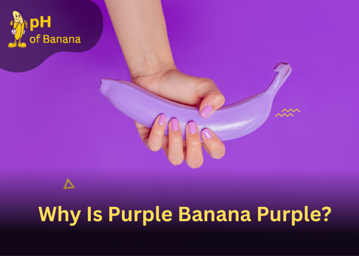 <strong>Purple Banana: Uses, Nutritional Profile & Health Benefits!!</strong>