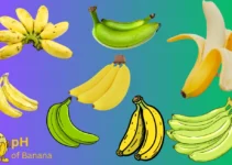 30 Different Types of Bananas [Explained]