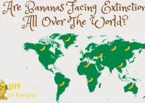 Are Bananas Facing Extinction All Over The World?