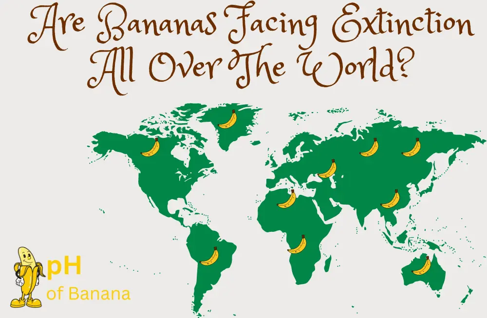 Are Bananas Facing Extinction All Over The World