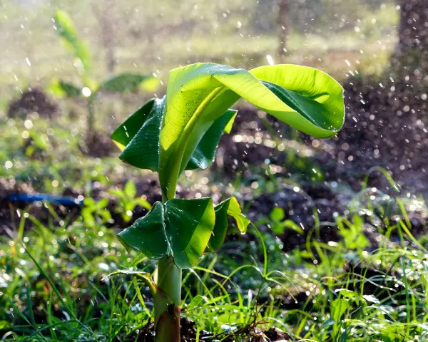 Preventive Care Tips for Avoiding Future Damage to Your Banana Tree