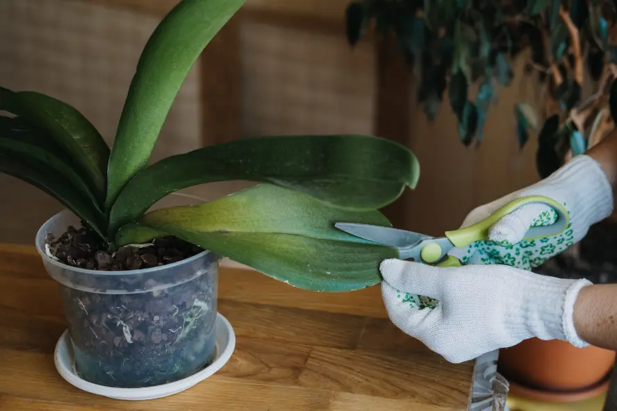 Tips on How to Care for Orchids with Banana Water