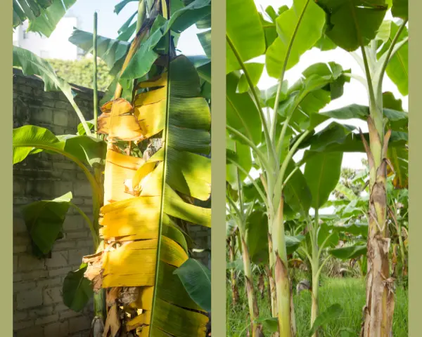 Understanding the Symptoms of a Broken Banana Tree