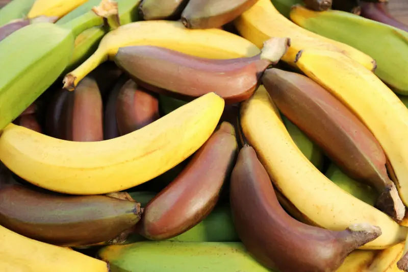 30 Different Types Of Bananas