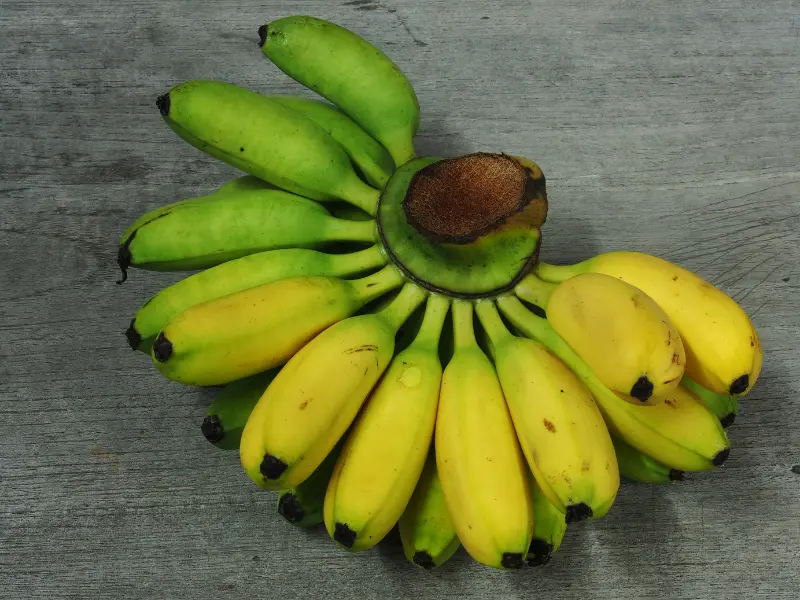 Cardaba Banana