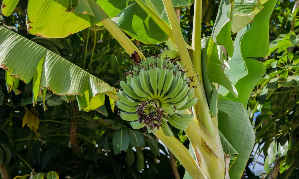 Do bananas grow on trees or plants