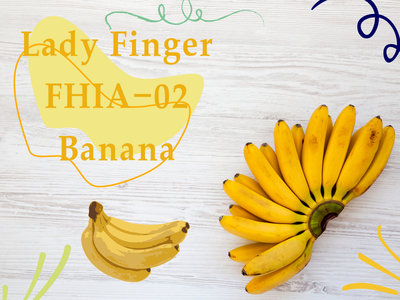 Lady Finger FHIA-02 Banana