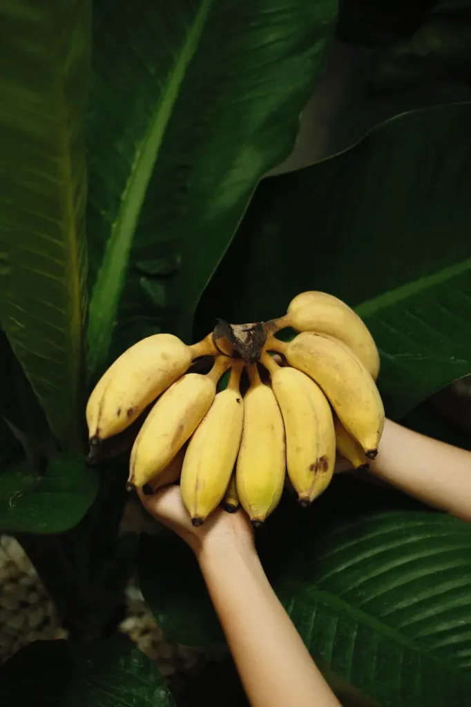 Manzano Banana