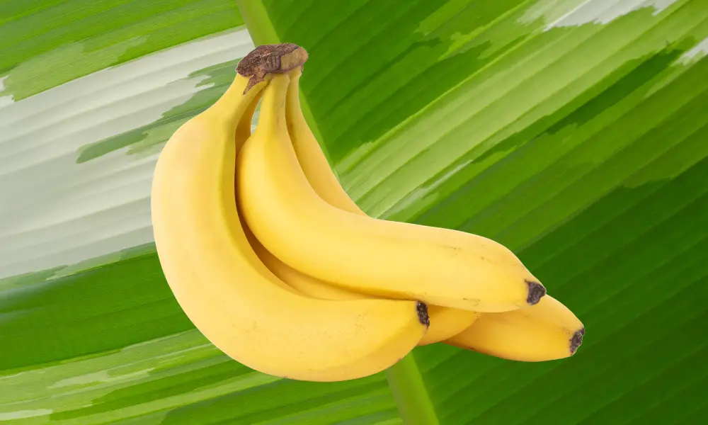 What are the health benefits of having variegated bananas
