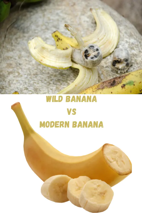 Wild banana vs Modern banana