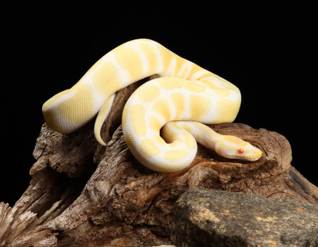 Do Banana Pied Pythons Have Health Issues