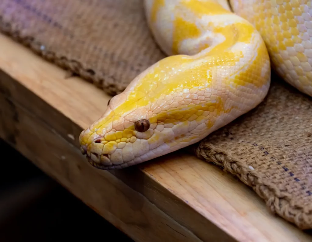 What Do Pied Ball Pythons Eat
