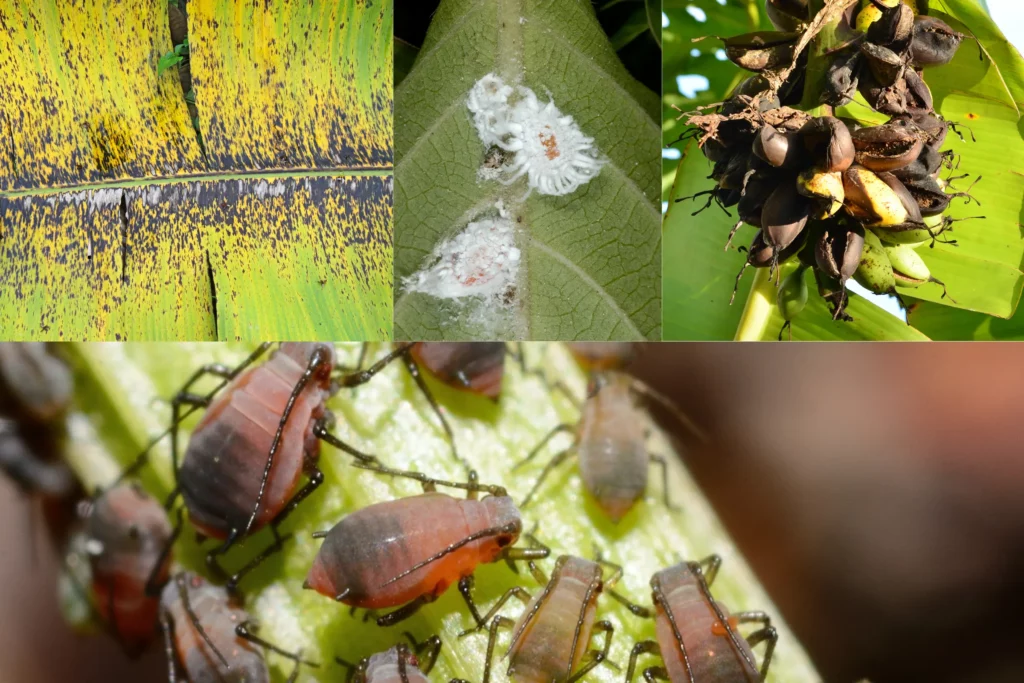 Diseases and Pests