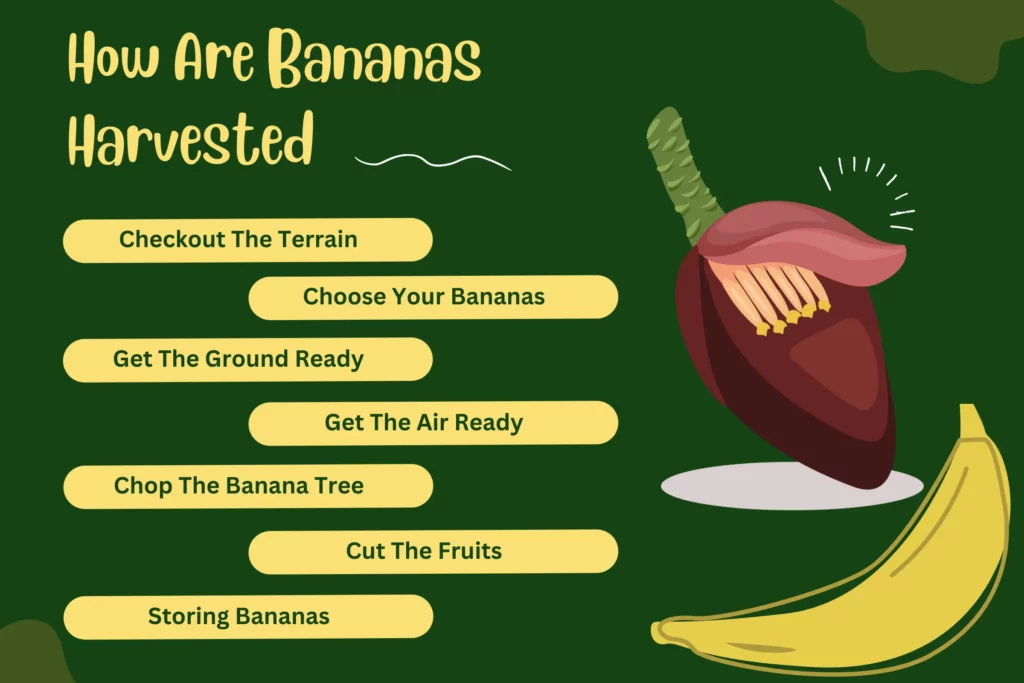 How Are Bananas Harvested