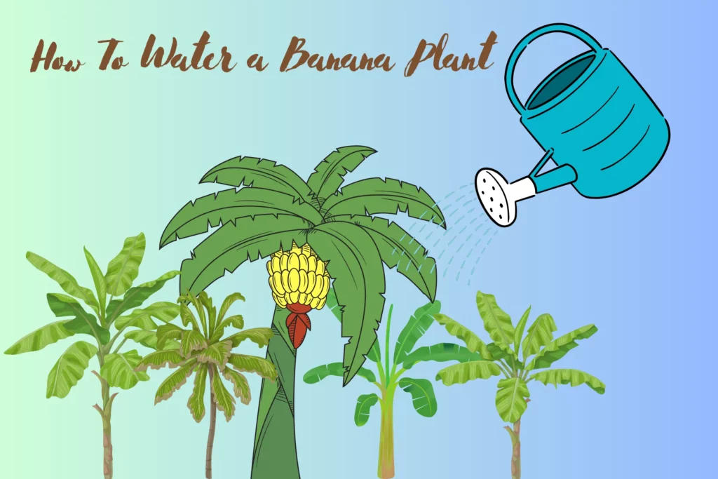 How To Water a Banana Plant