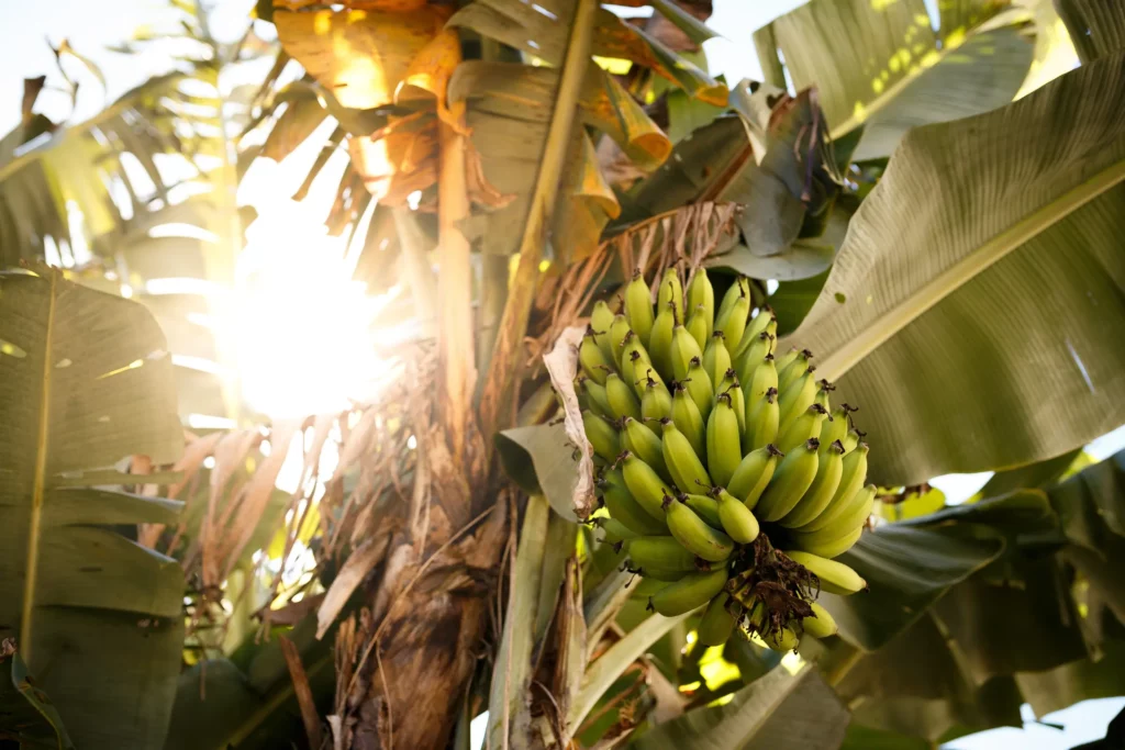 Reasons why banana plants die