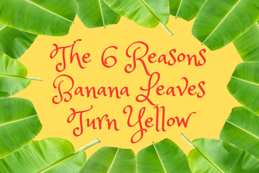The 6 Reasons Banana Leaves Turn Yellow