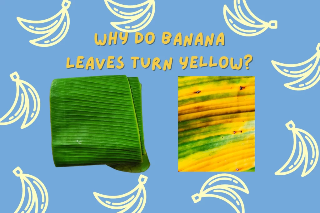 Why Do Banana Leaves Turn Yellow