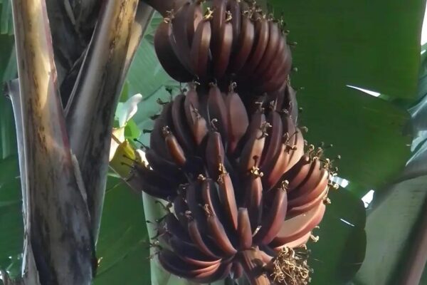 Black Banana Tree: 5 Dark Varieties That Thrive (Growing Guide)