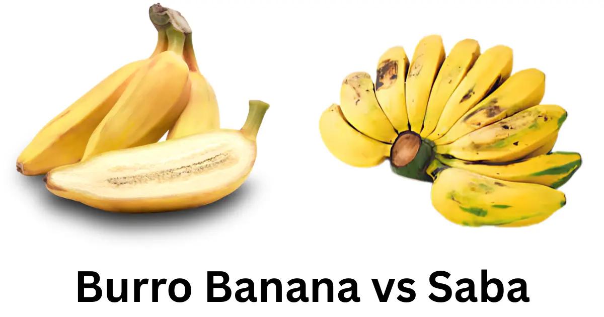Burro Banana vs Saba: Key Differences for Cooking (2025)